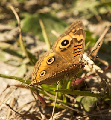 Common Buckeye