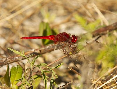 Scarlet Skimmer - male