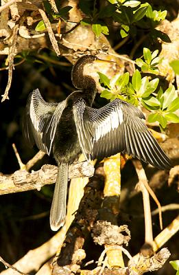 Anhinga