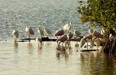 Roseate Spoonbills & Great Egrets