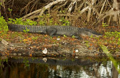 Alligator