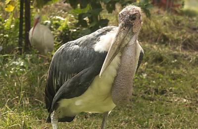 Maribou Stork