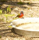 Painted Bunting - male