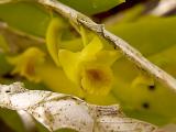 Dendrobium anceps