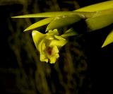 Dendrobium anceps