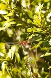 Violet-masked Glider