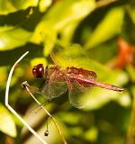 Violet-masked Glider