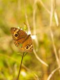 Common Buckeye