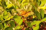 Gulf Fritillary