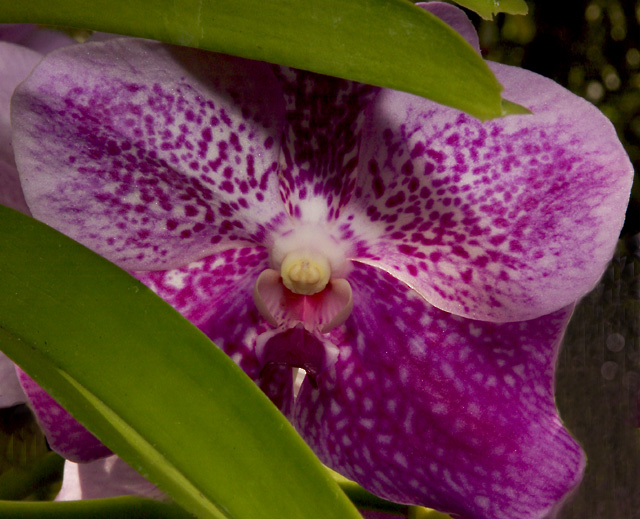 Vanda