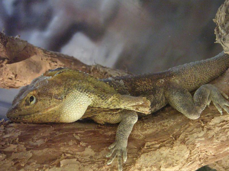 Frill Necked Lizard