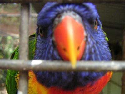 Rainbow Lorikeet