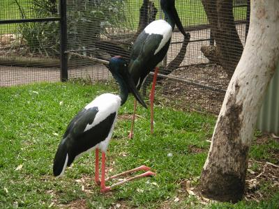 Black necked stork...