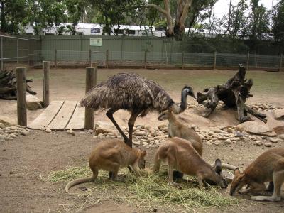 Emu & kangaroos
