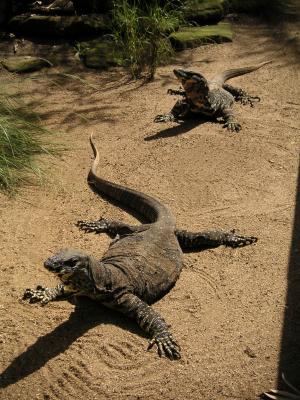 Goannas