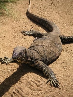 Very big Goanna