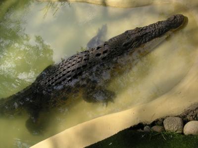 Crocodile