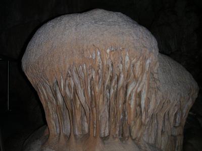 The Anteroom - Jellyfish