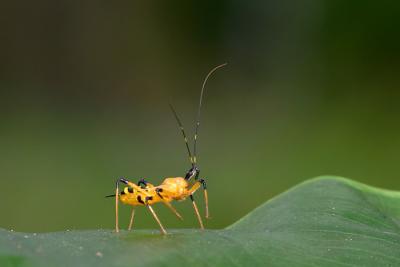 Assasin Bug