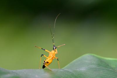 Assasin Bug