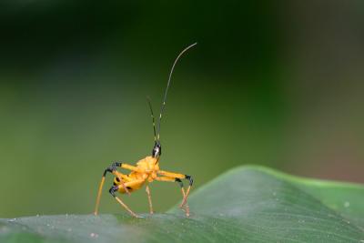 Assasin Bug