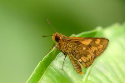 Lesser Dart(?)