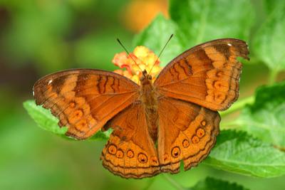 Chocolate Pansy