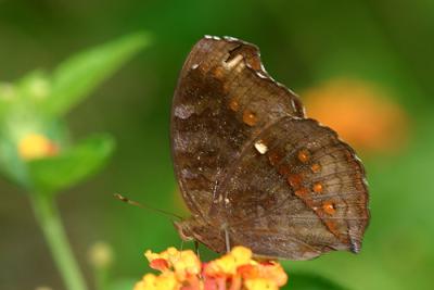 Chocolate Pansy