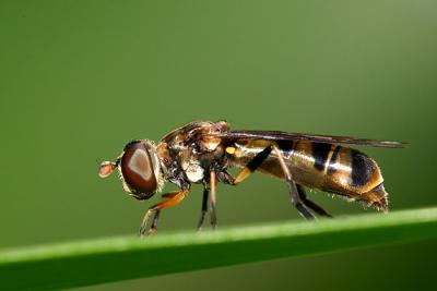 Bt. Timah Nature Reserve & AH. 250904