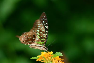 Tailed Jay