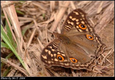 D潺 Lemon Pansy (Junonia lemonias)
