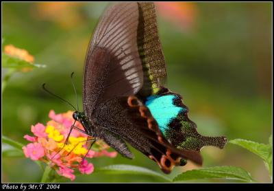 ھA Paris Peacock (Papilio paris)