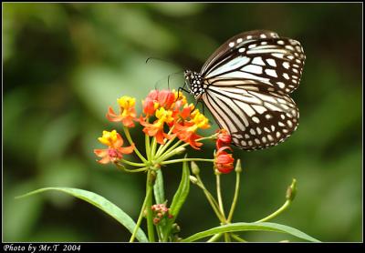 h Glassy Tiger (Parantica aglea)