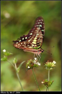 ΫӫC Tailed Jay (Graphium agamemnon)