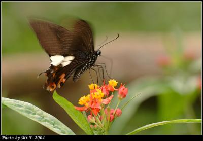 ɴ Red Helen (Papilio helenus)