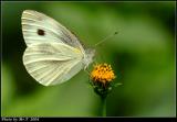 F毻 Indian Cabbage White (Pieris canidia)