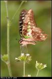 ΫӫC Tailed Jay (Graphium agamemnon)