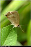 Gǽ Long-tailed Blue (Lampides boeticus)