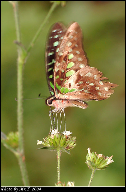 ΫӫC Tailed Jay (Graphium agamemnon)