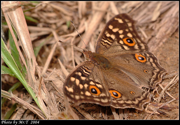 D潺 Lemon Pansy (Junonia lemonias)