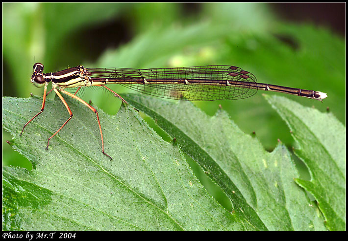 Crop_DSCF0589.jpg