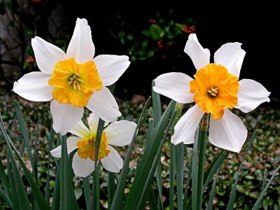 Daffodil - Dick Wellband