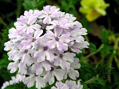 Verbena 'Blue Princess'