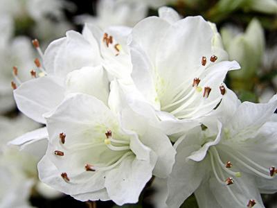 White Azalea