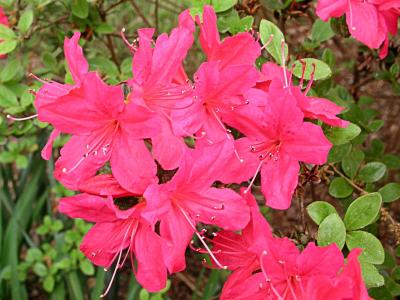Azalea