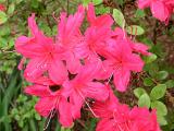 Azalea