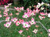 Pink Dogwood