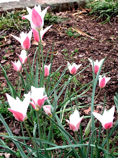 Specie Tulip - Lady Jane