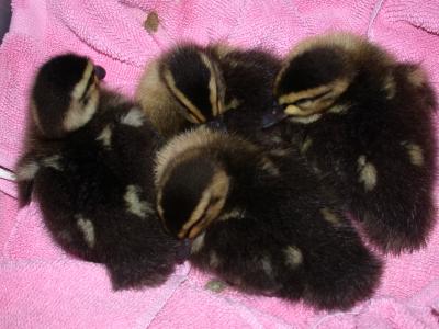 A house full of Ducks.. Quack
