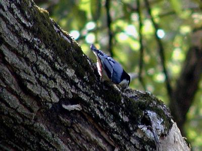 white-breasted nuthatches.jpg(370)